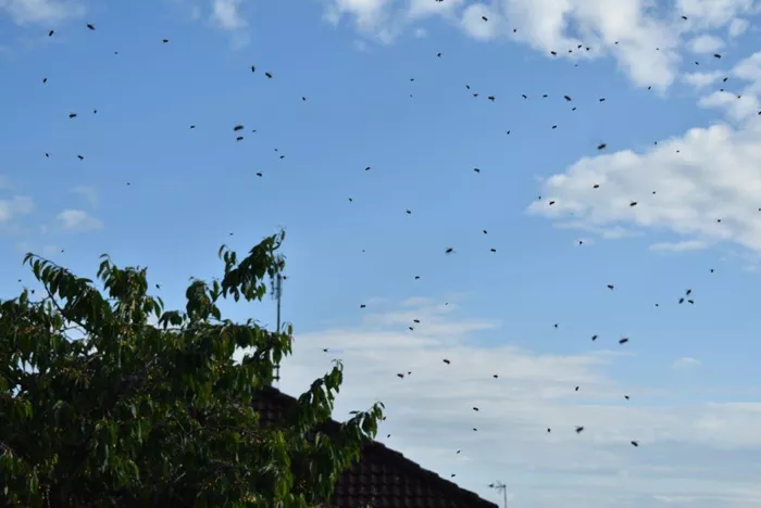 les-abeilles-260525161024