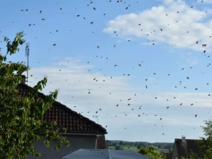 les-abeilles-260525161025