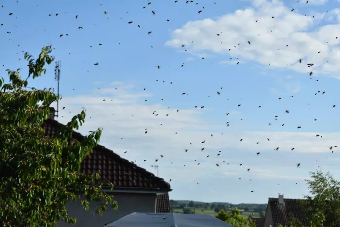 les-abeilles-260525161025