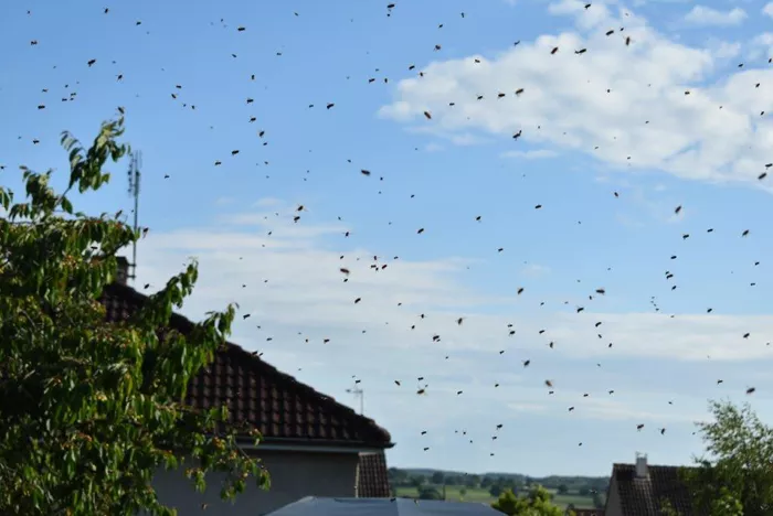 les-abeilles-260525161026