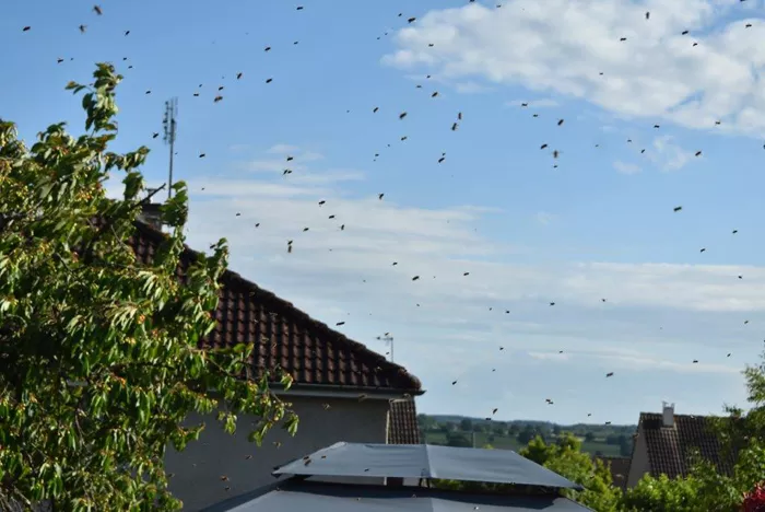 les-abeilles-260525161027