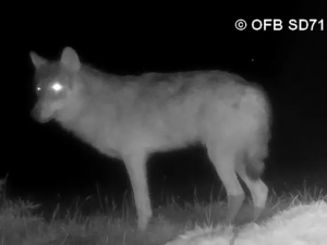 loup-morey-130525