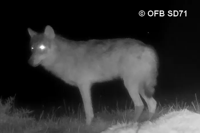 loup-morey-130525
