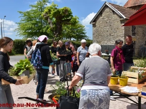 plantes-sanvignes-180525161024