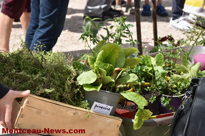 plantes-sanvignes-180525161026