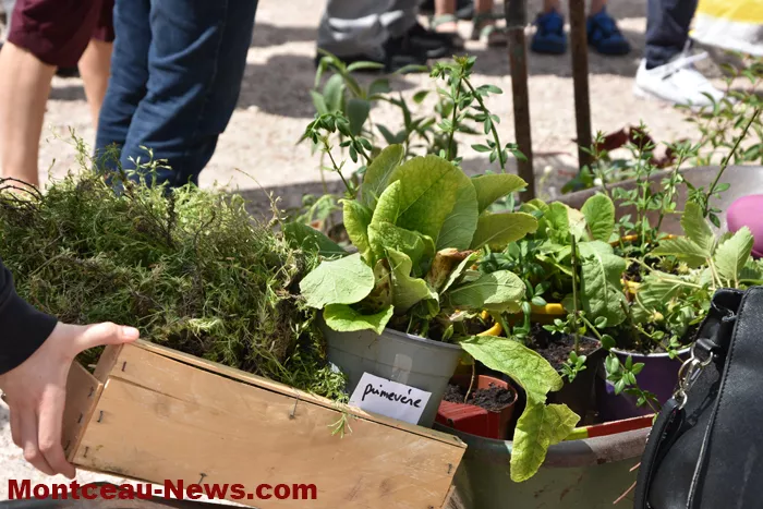 plantes-sanvignes-180525161027