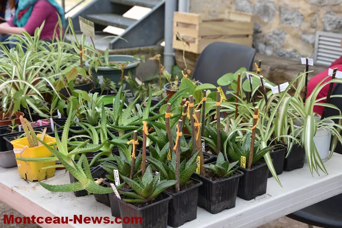 plantes-sanvignes-180525161034