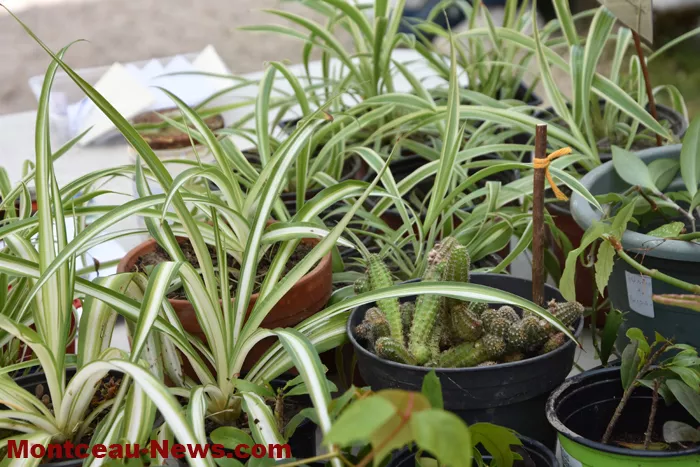 plantes-sanvignes-180525161035