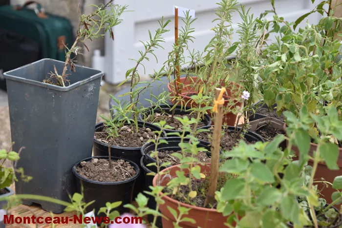 plantes-sanvignes-180525161037