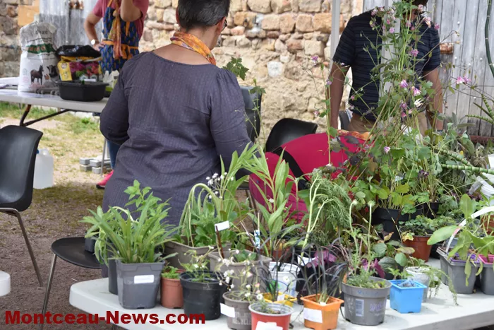 plantes-sanvignes-180525161052
