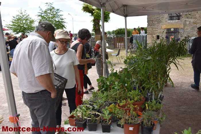 plantes-sanvignes-180525161054