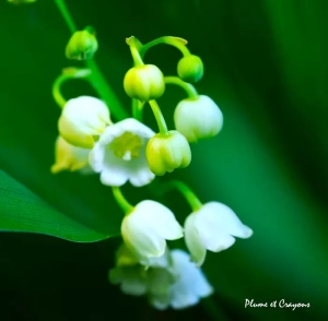 Parenthèse poétique