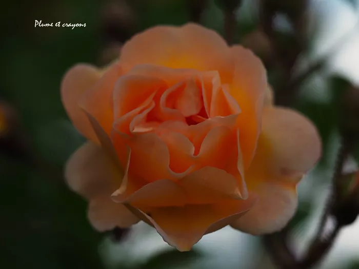 poeme-daniel-240525161024