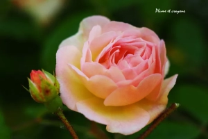 Parenthèse poétique