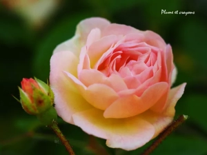 poeme-daniel-240525161027