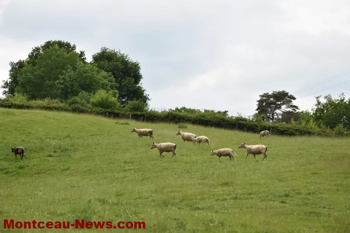 rn-loup-montchanin-200525161035