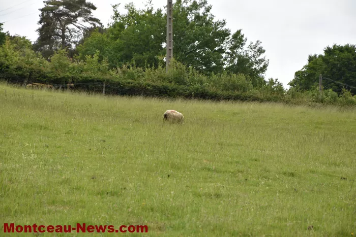 rn-loup-montchanin-200525161045