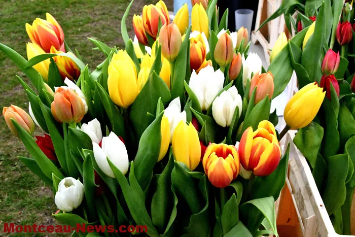 bilan-tulipes-190625161025