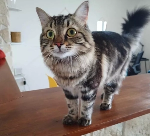 Chat perdu à Saint-Vallier