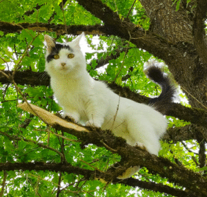 Chat perdu à Montceau-les-Mines