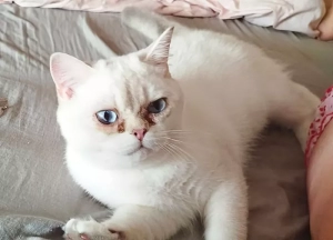 Chat perdu à Blanzy