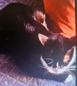 Chat perdu à Montceau-les-Mines