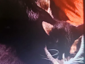 chat-perdu-250725