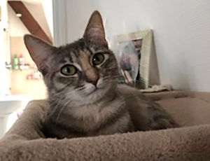 Chat perdu à Montceau-les-Mines