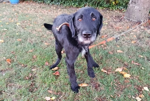 Chien trouvé à Montceau