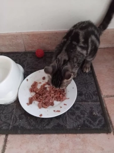 A qui ce chat trouvé à Montceau ?