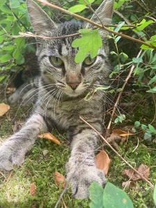 A qui ce chat trouvé à Montceau ?