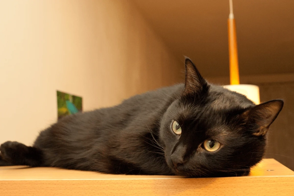 chat