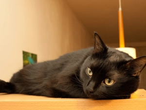 chat