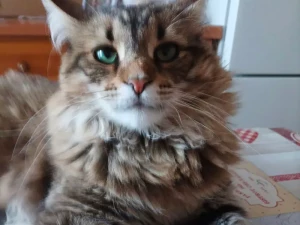 chat-perdu-240825