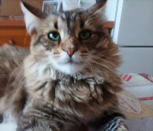 Chat perdu à Montceau