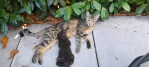 « Je recherche mon maître »