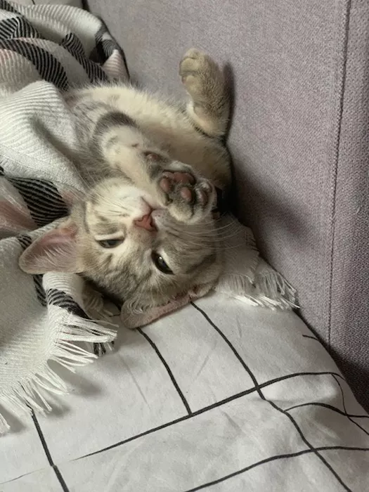 chaton-perdu-230825161025