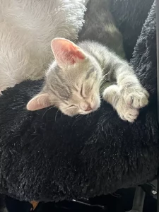 Chat perdu à Saint-Vallier