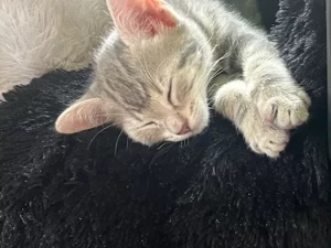 chaton-perdu-230825161026