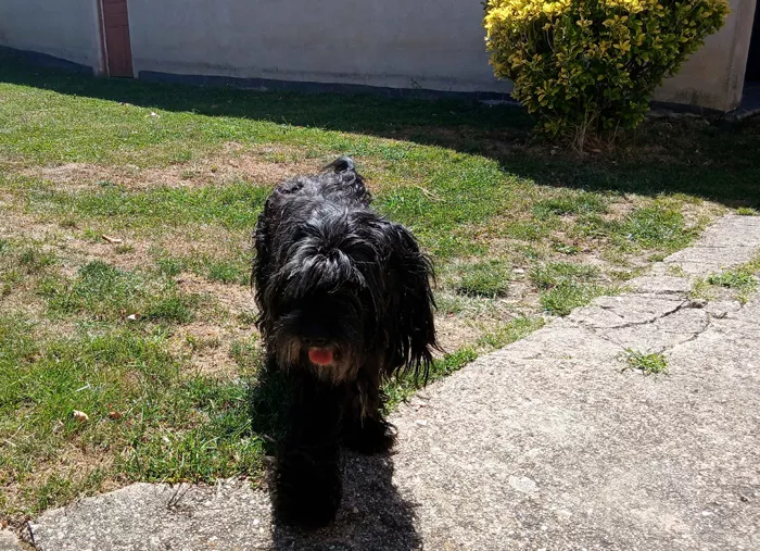 chien-perdu-250825161024