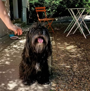 Chien trouvé à Saint-Vallier