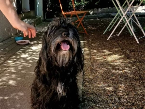 chien-perdu-250825161025