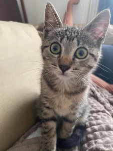 Chat perdu à Montceau