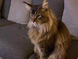 chat-perdu-030925