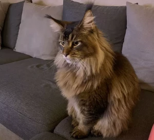 Chat perdu à Blanzy