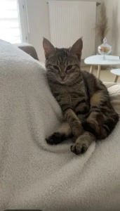 A qui ce chat trouvé à Montceau ?