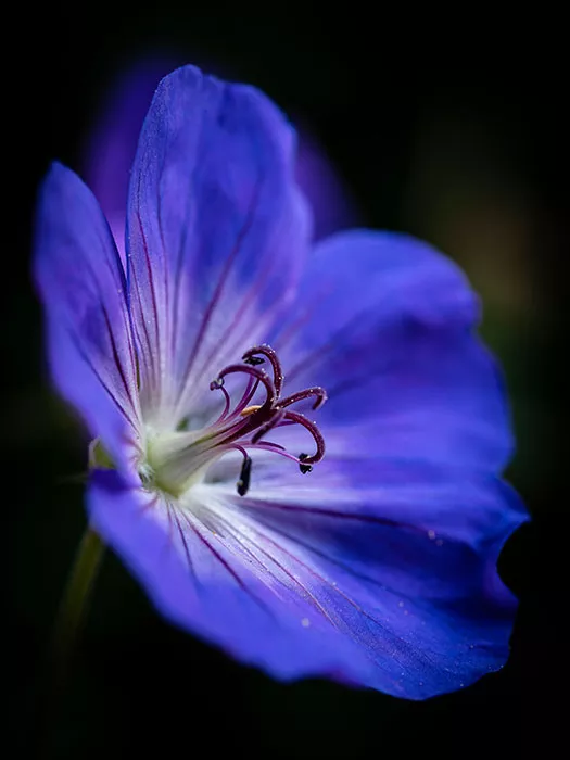 fleurs-120925