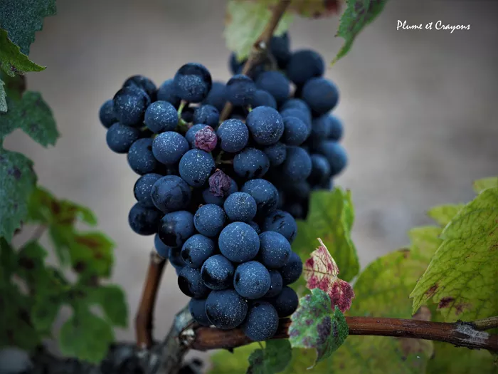 vendanges 1