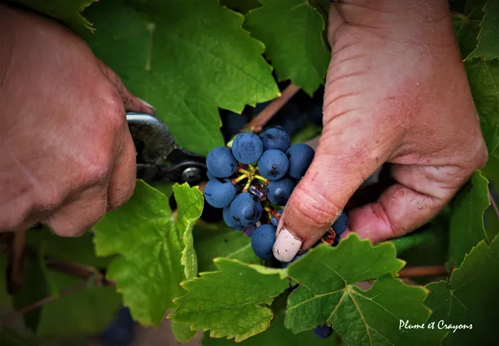 vendanges 2