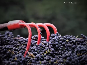 vendanges 3